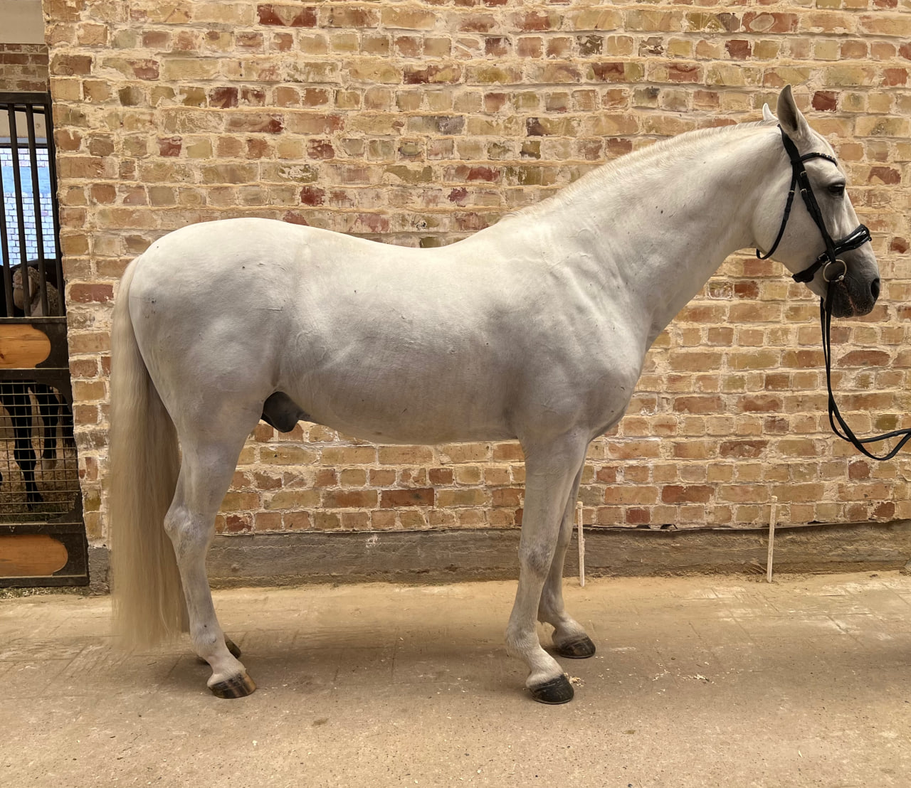 Фото лошади