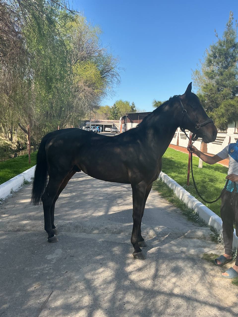 Фото лошади