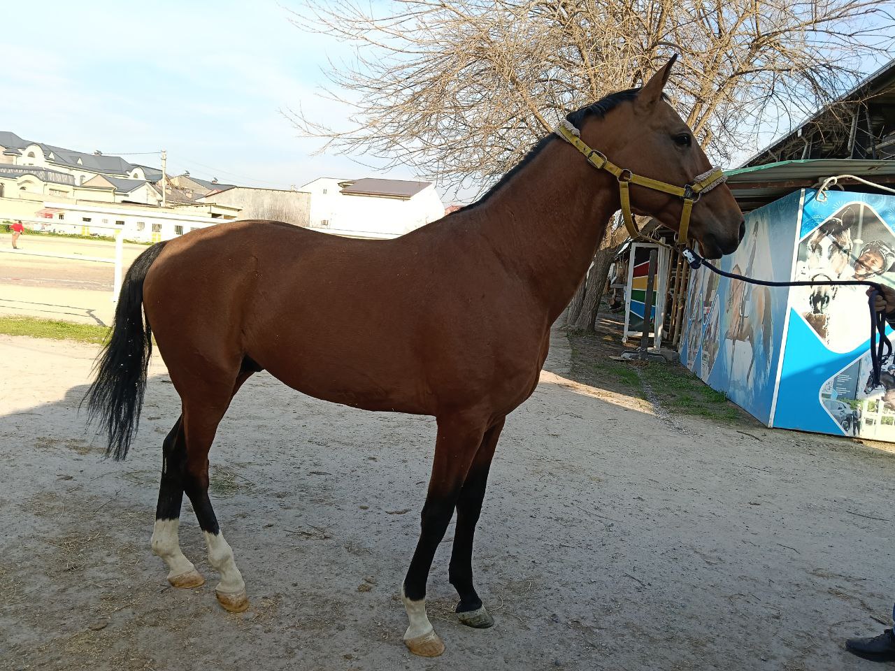 Фото лошади