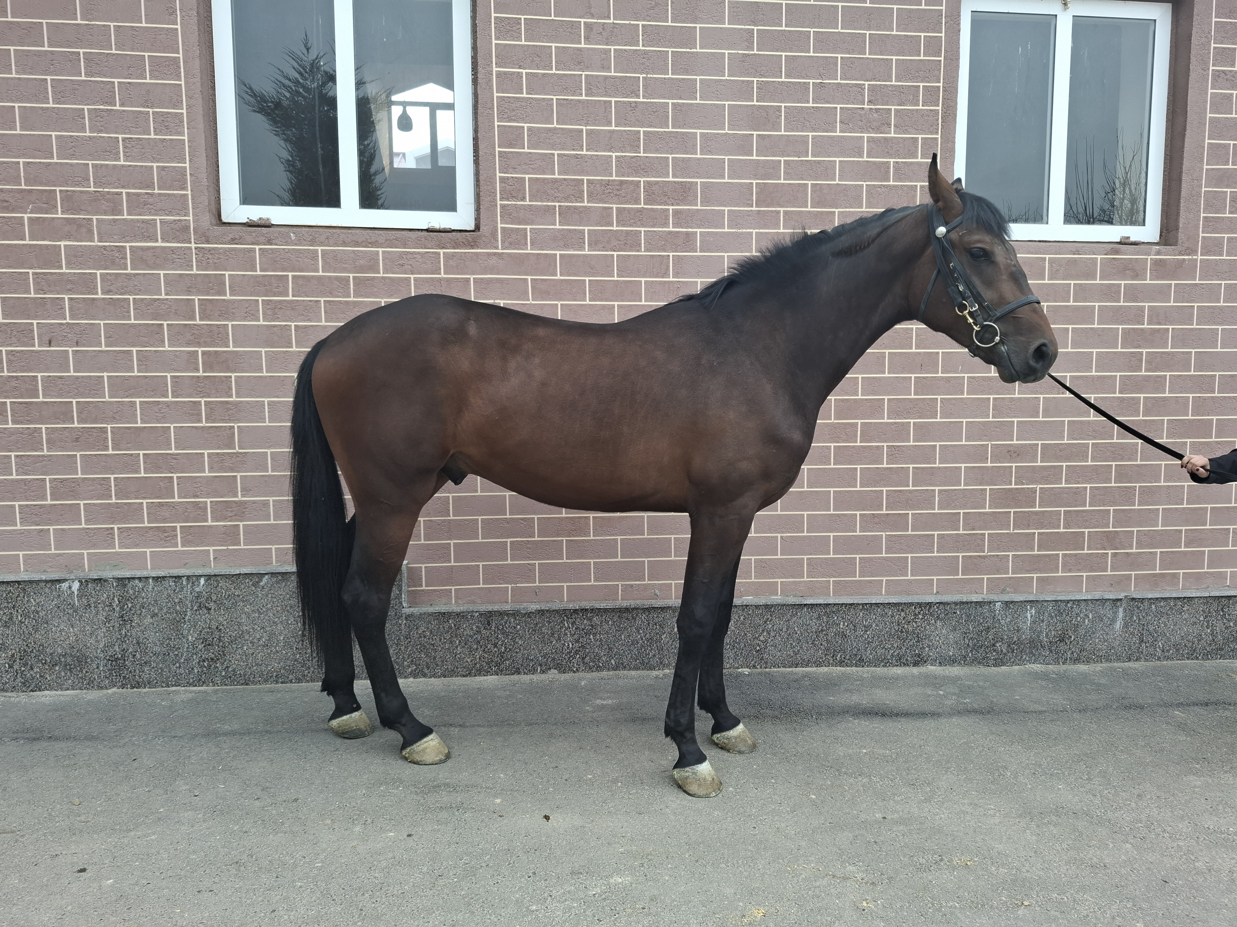 Фото лошади