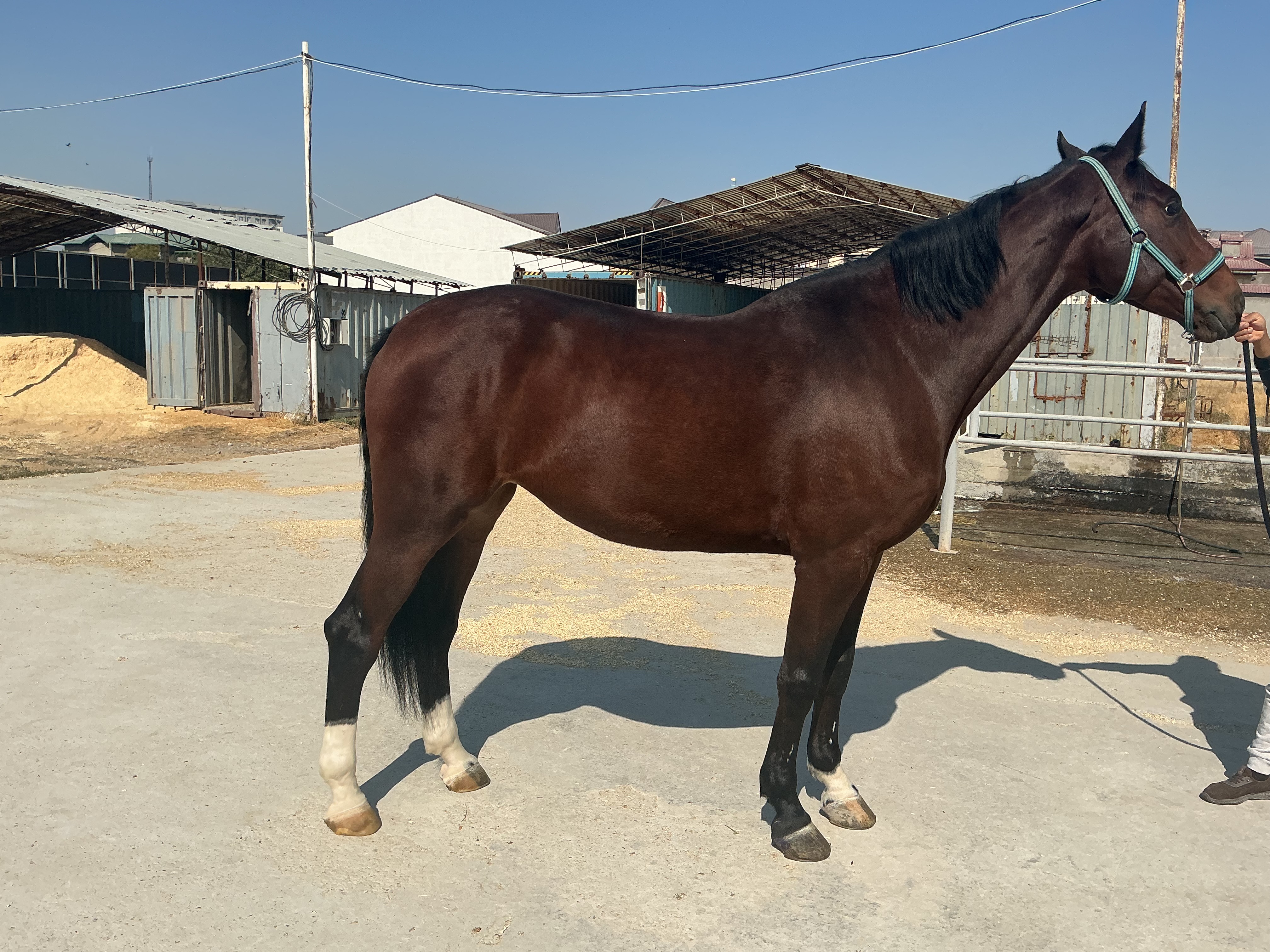 Фото лошади