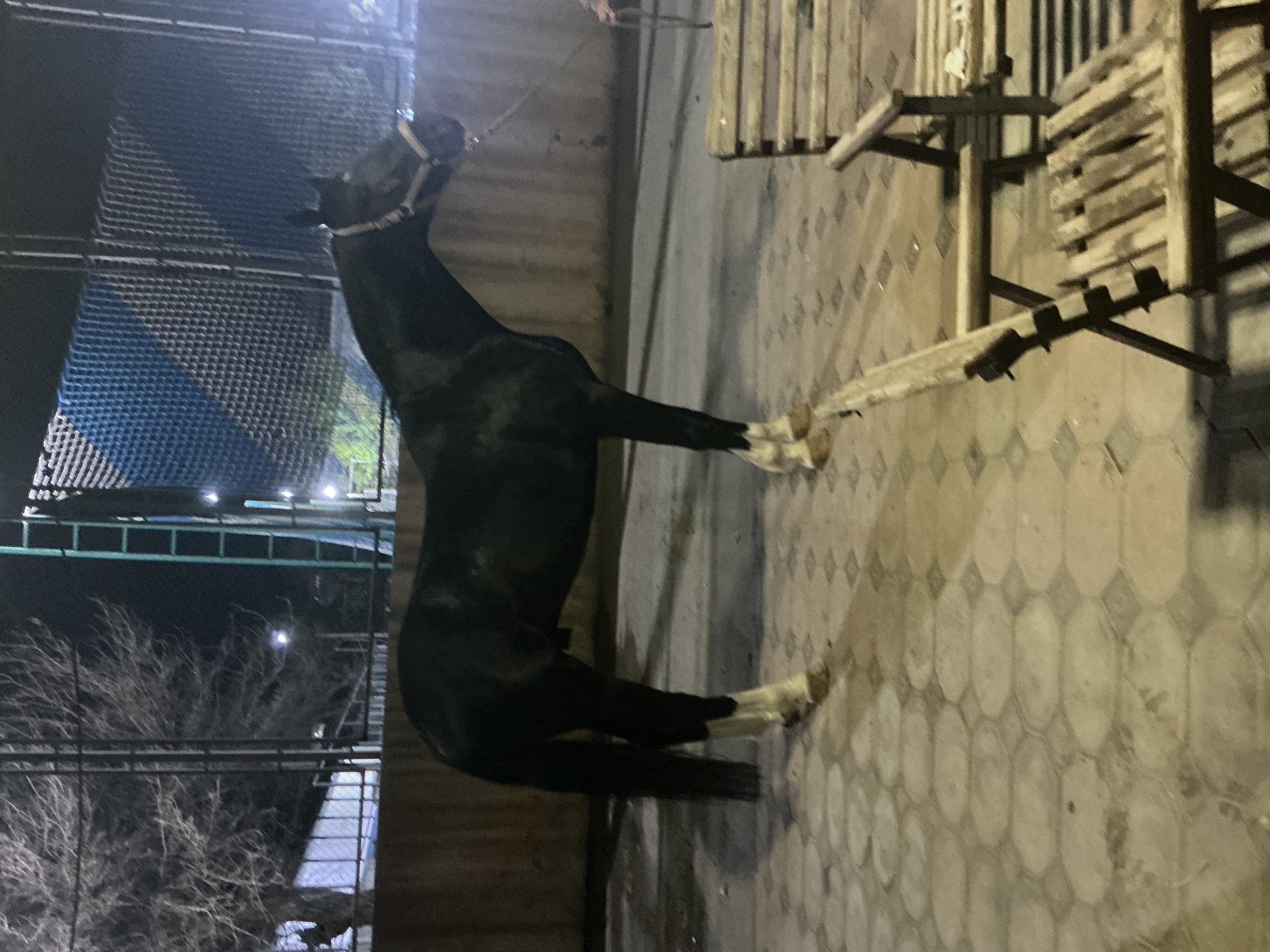 Фото лошади