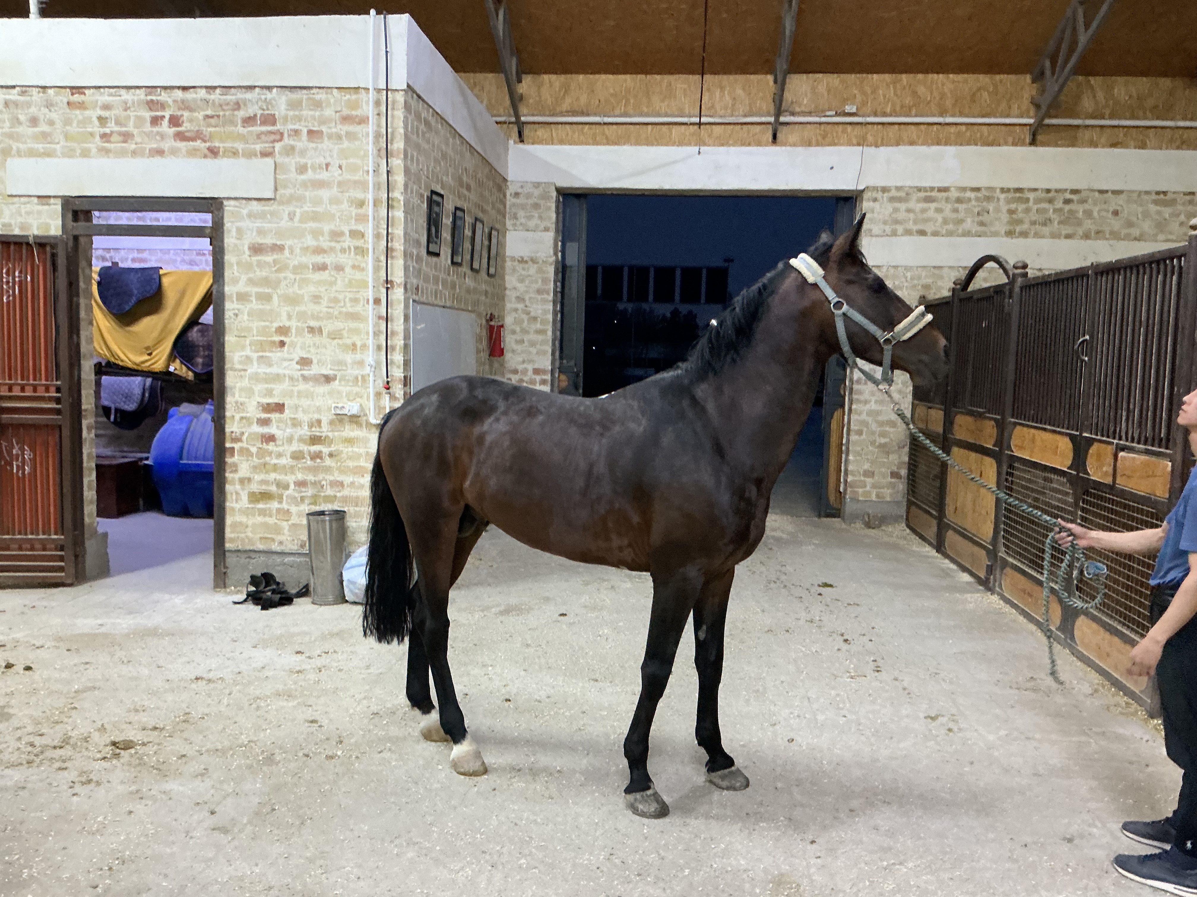 Фото лошади