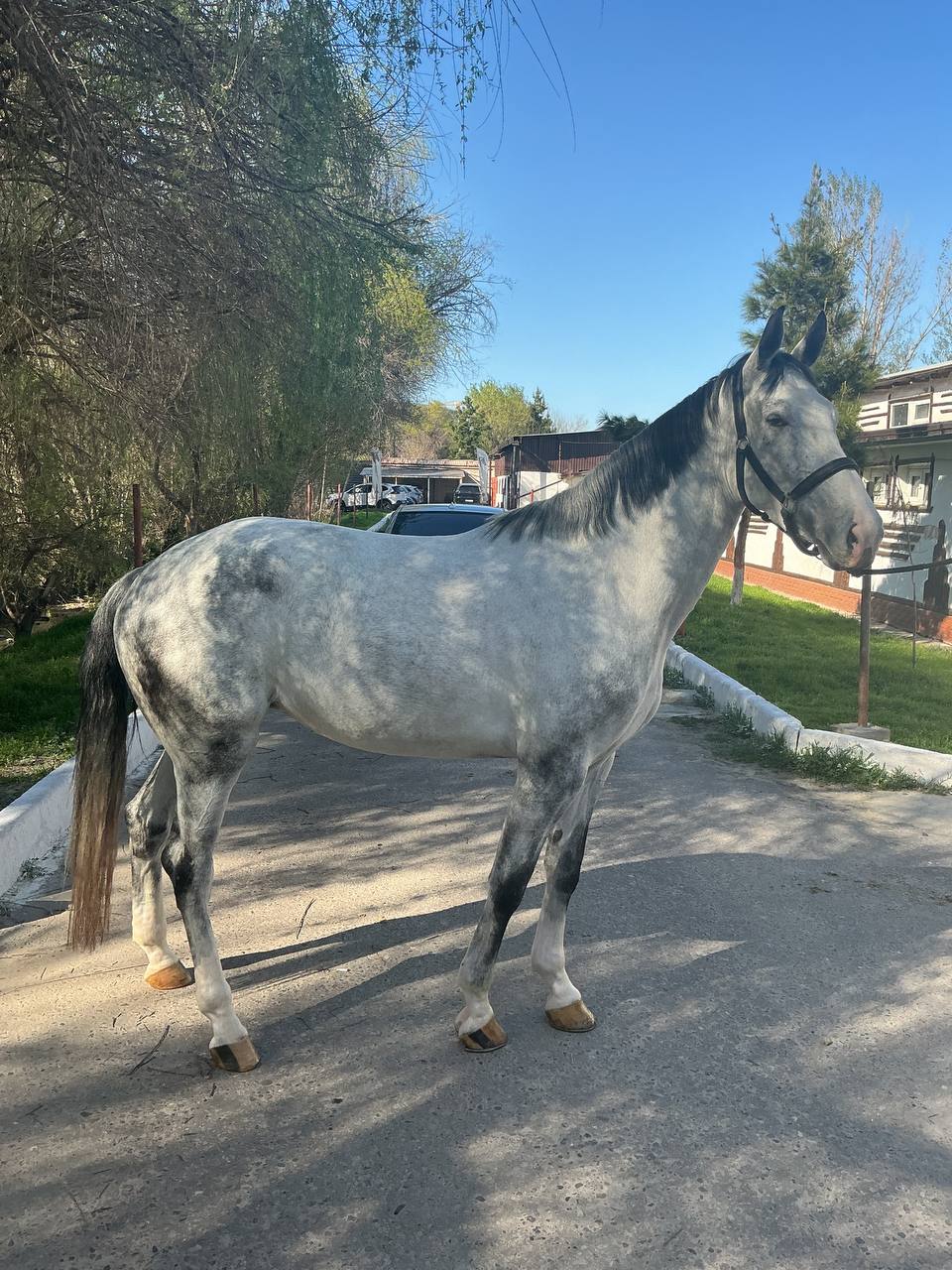 Фото лошади