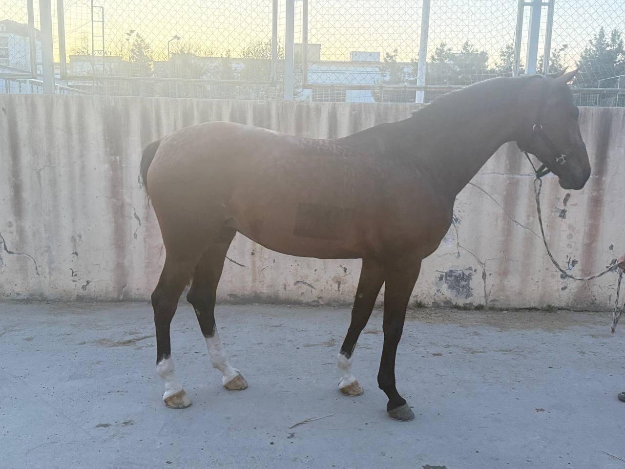 Фото лошади