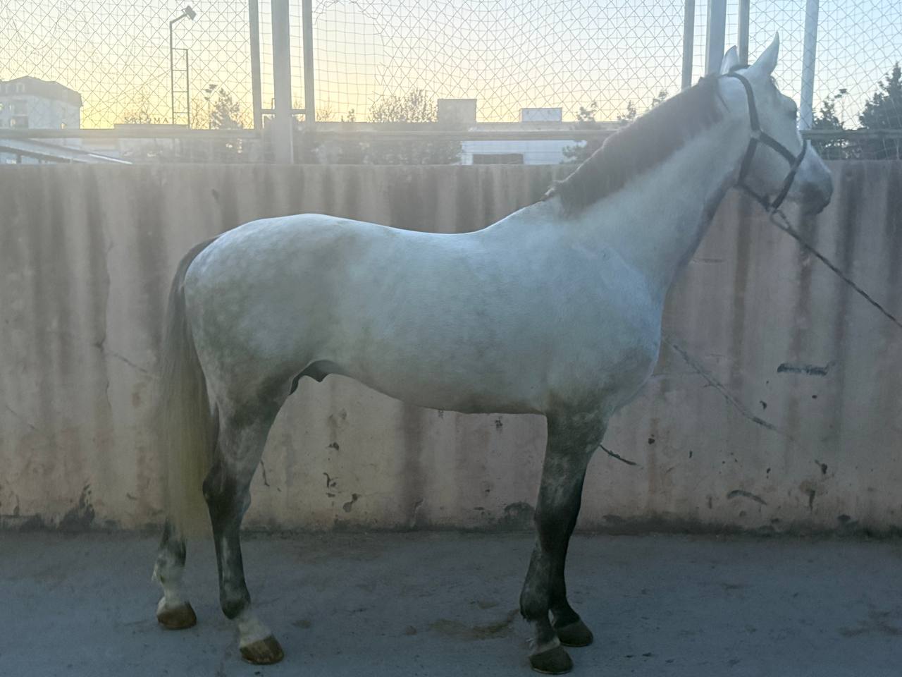 Фото лошади