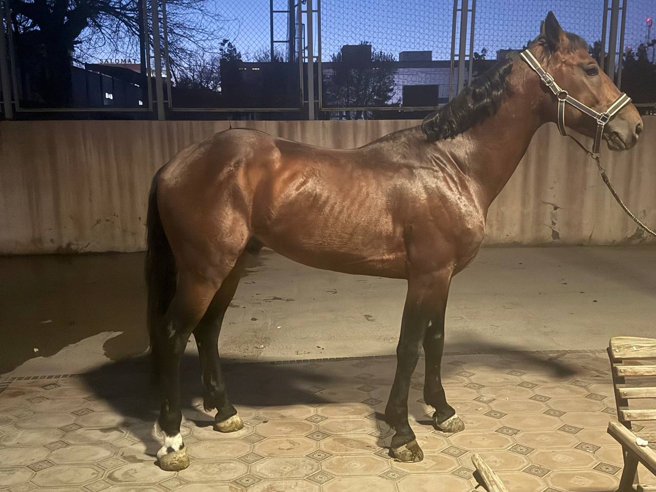 Фото лошади