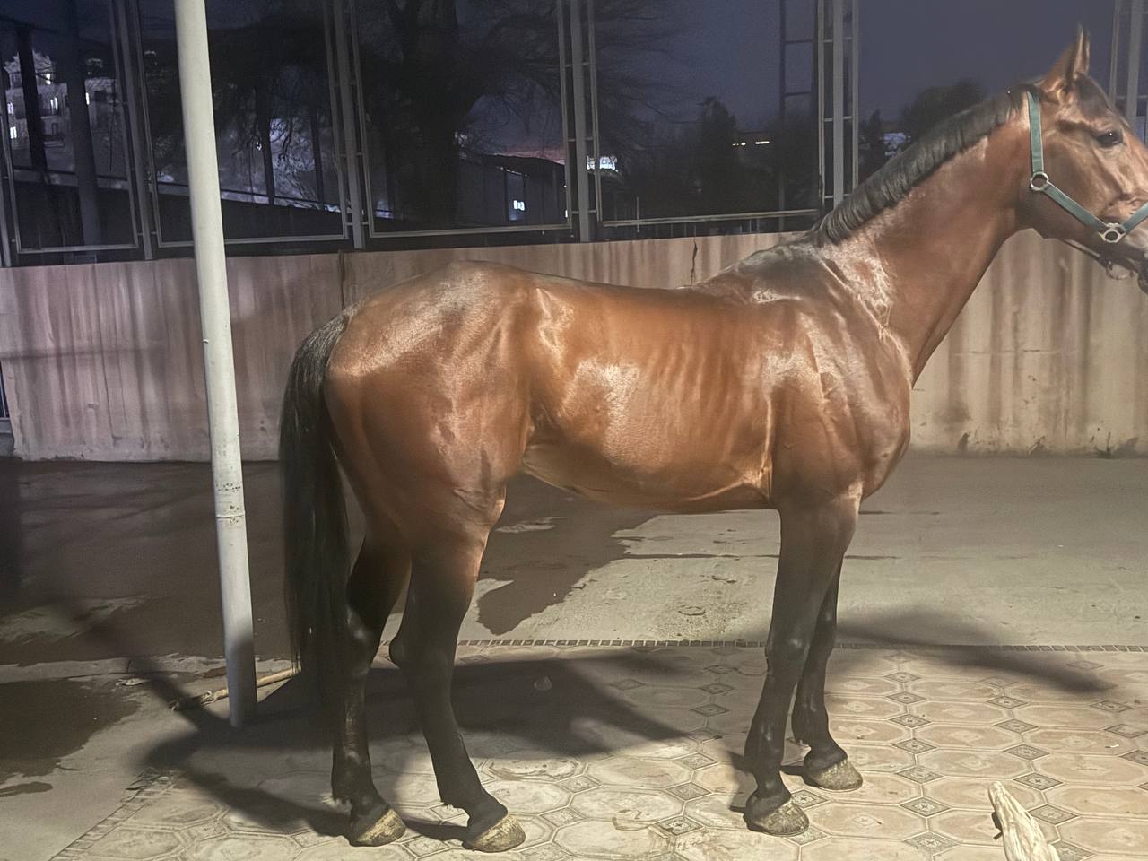 Фото лошади