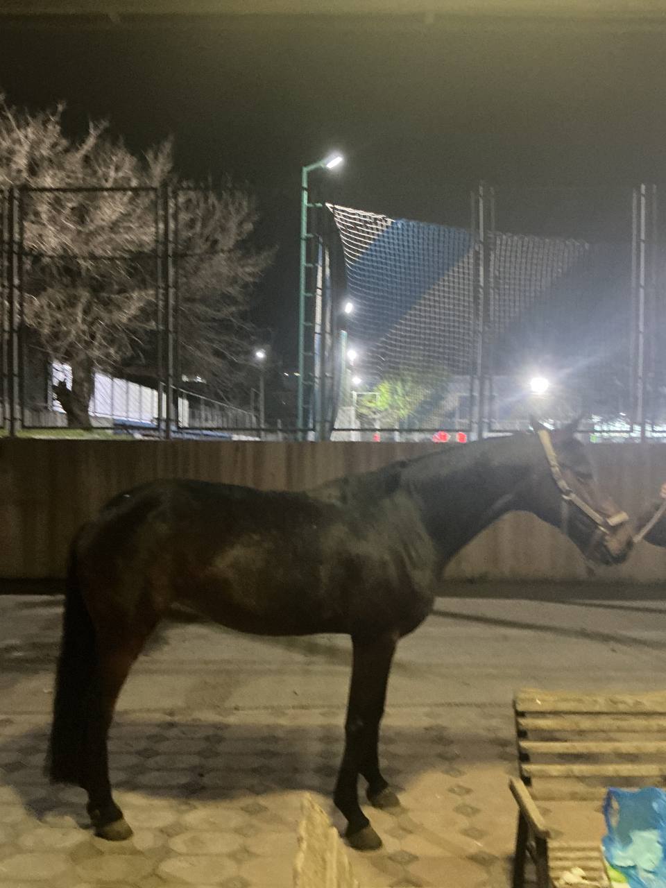 Фото лошади