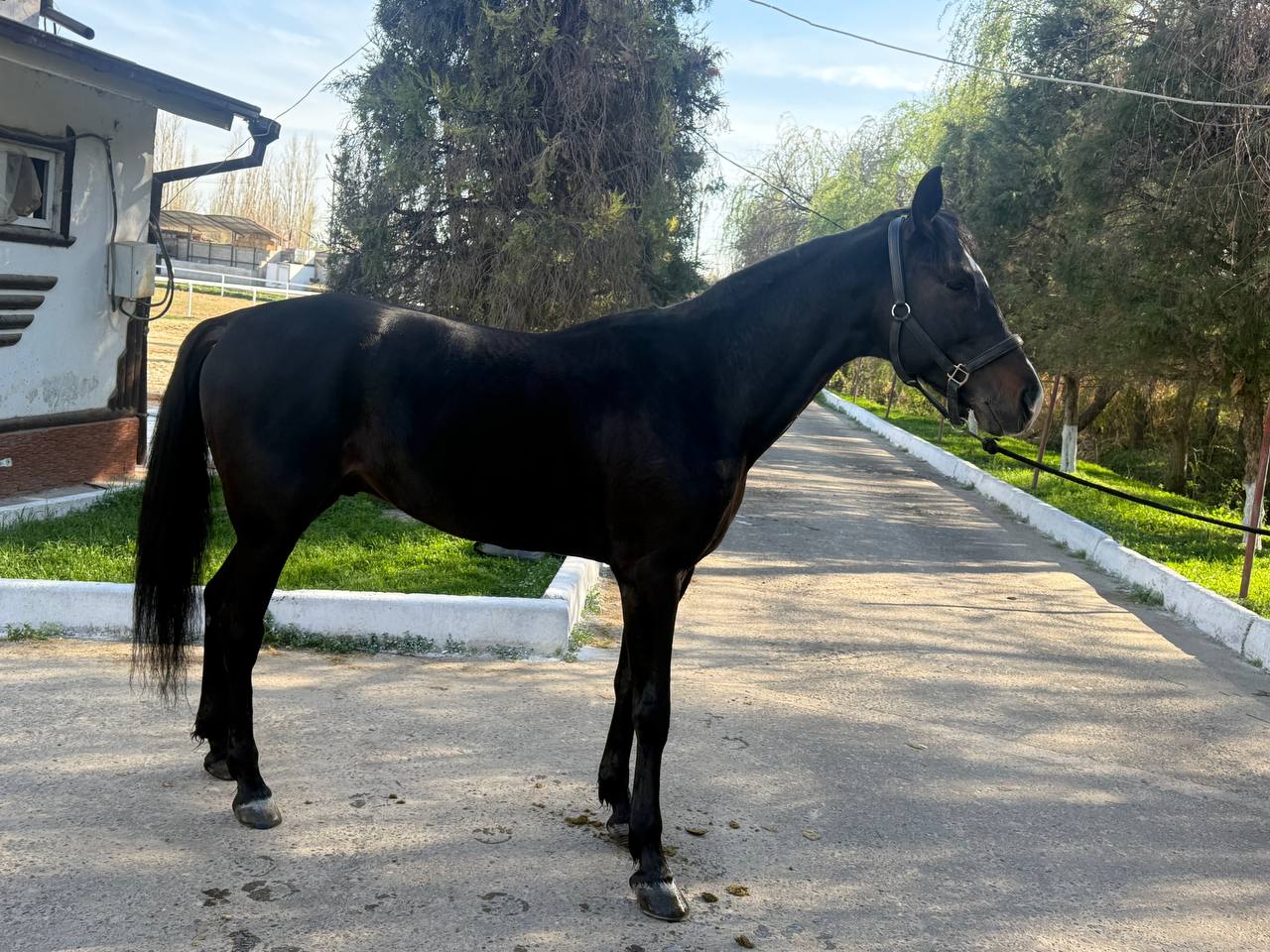 Фото лошади