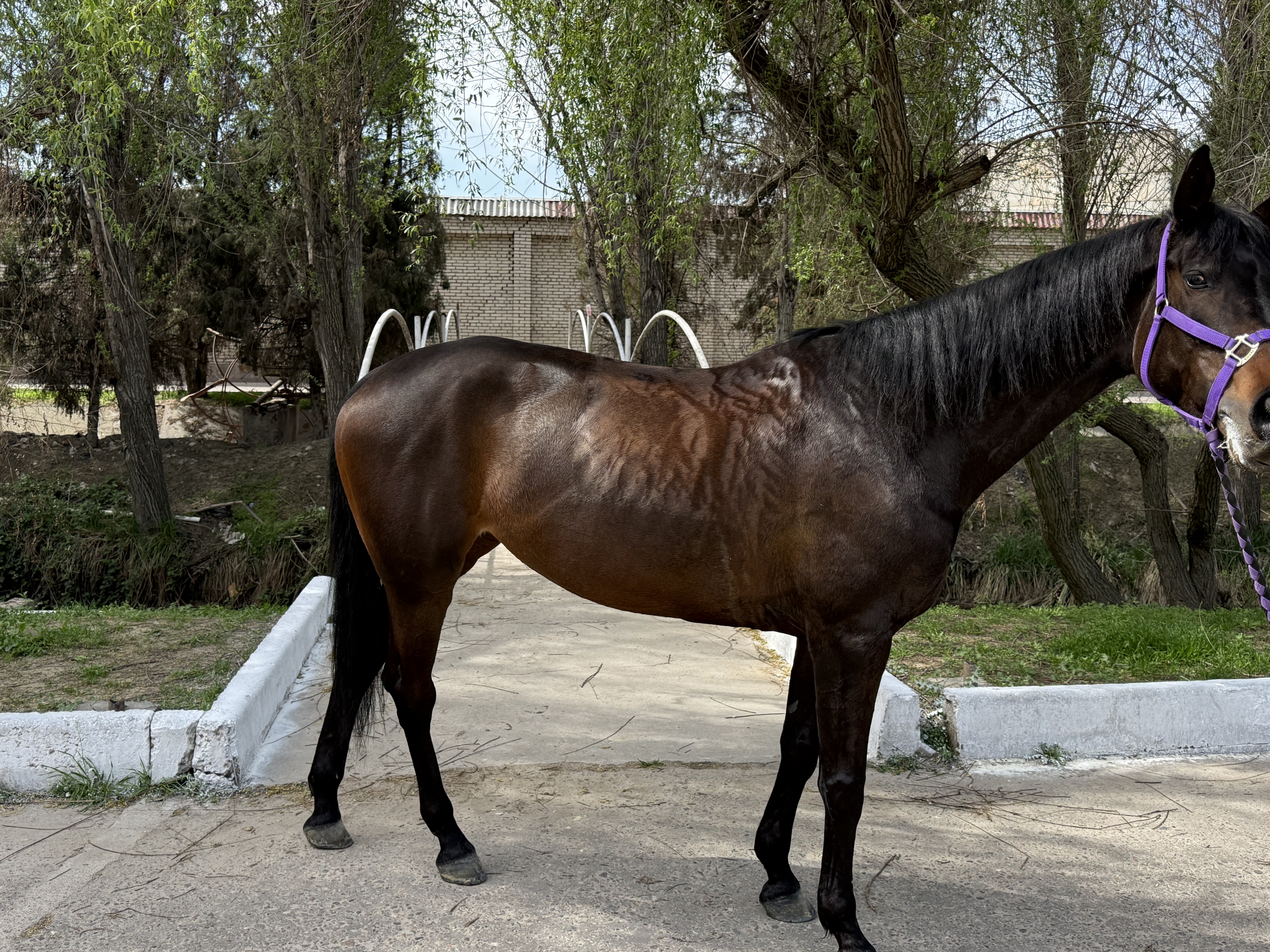 Фото лошади