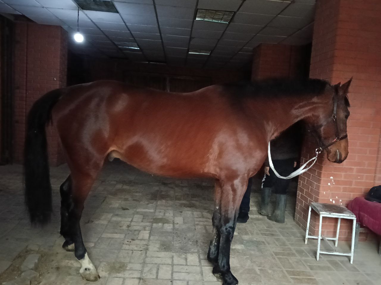 Фото лошади