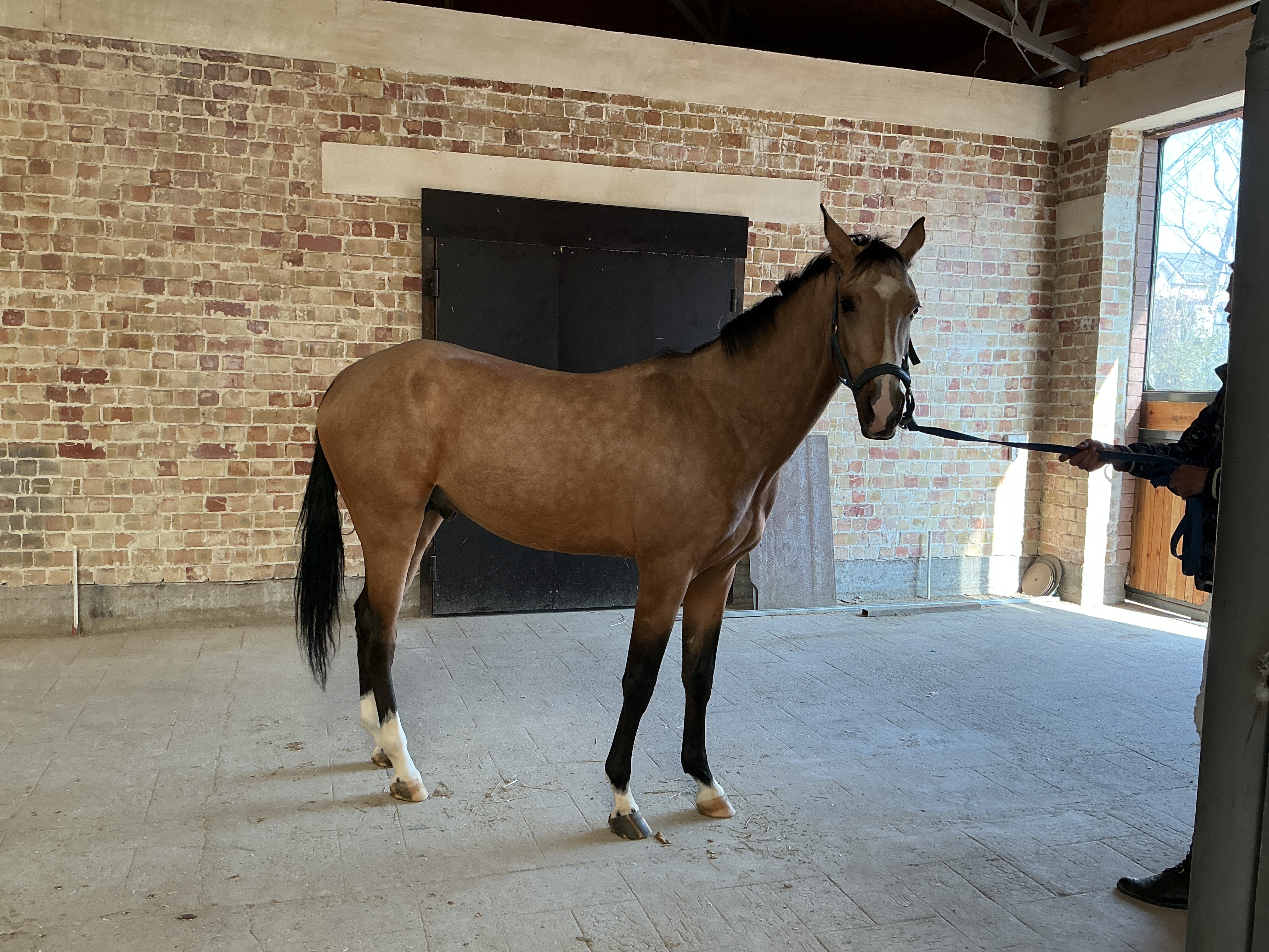 Фото лошади