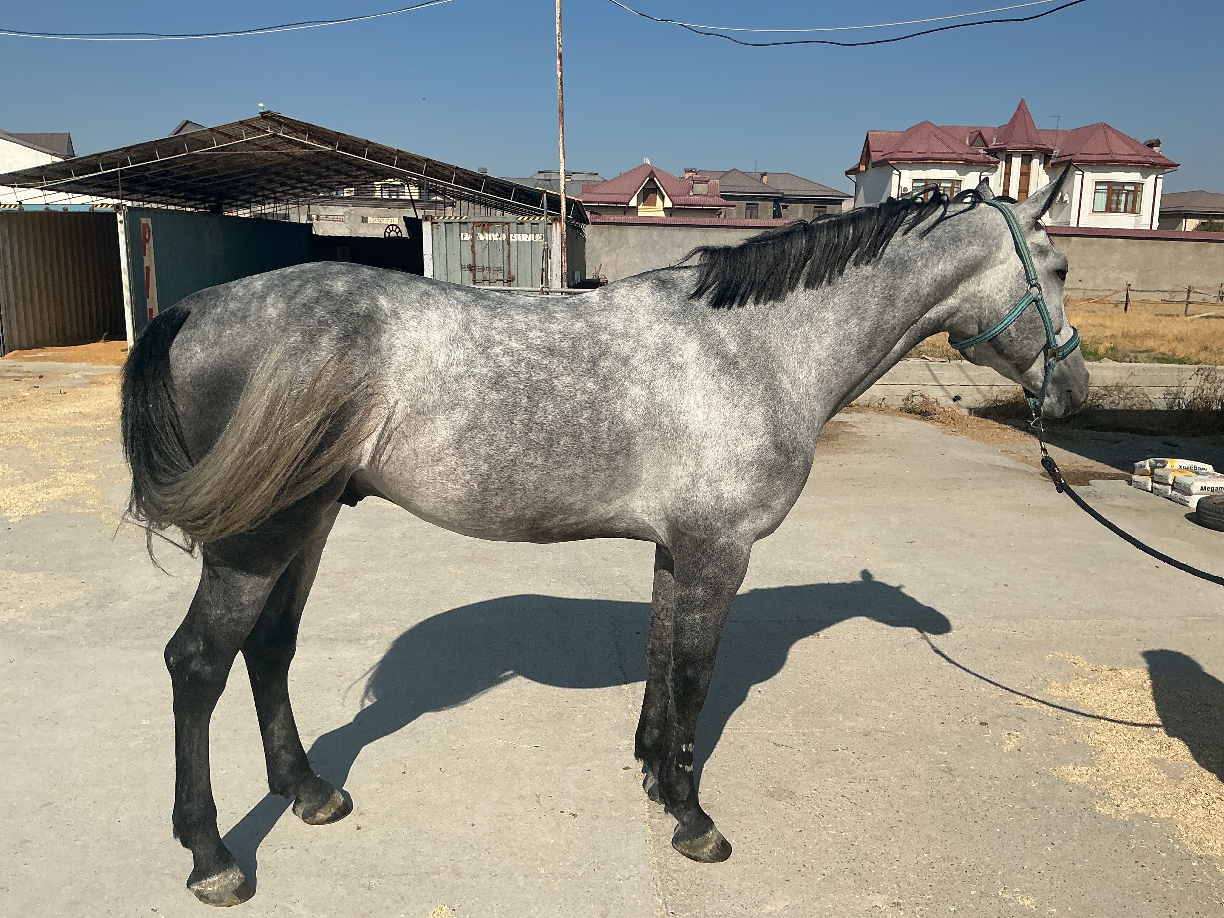 Фото лошади