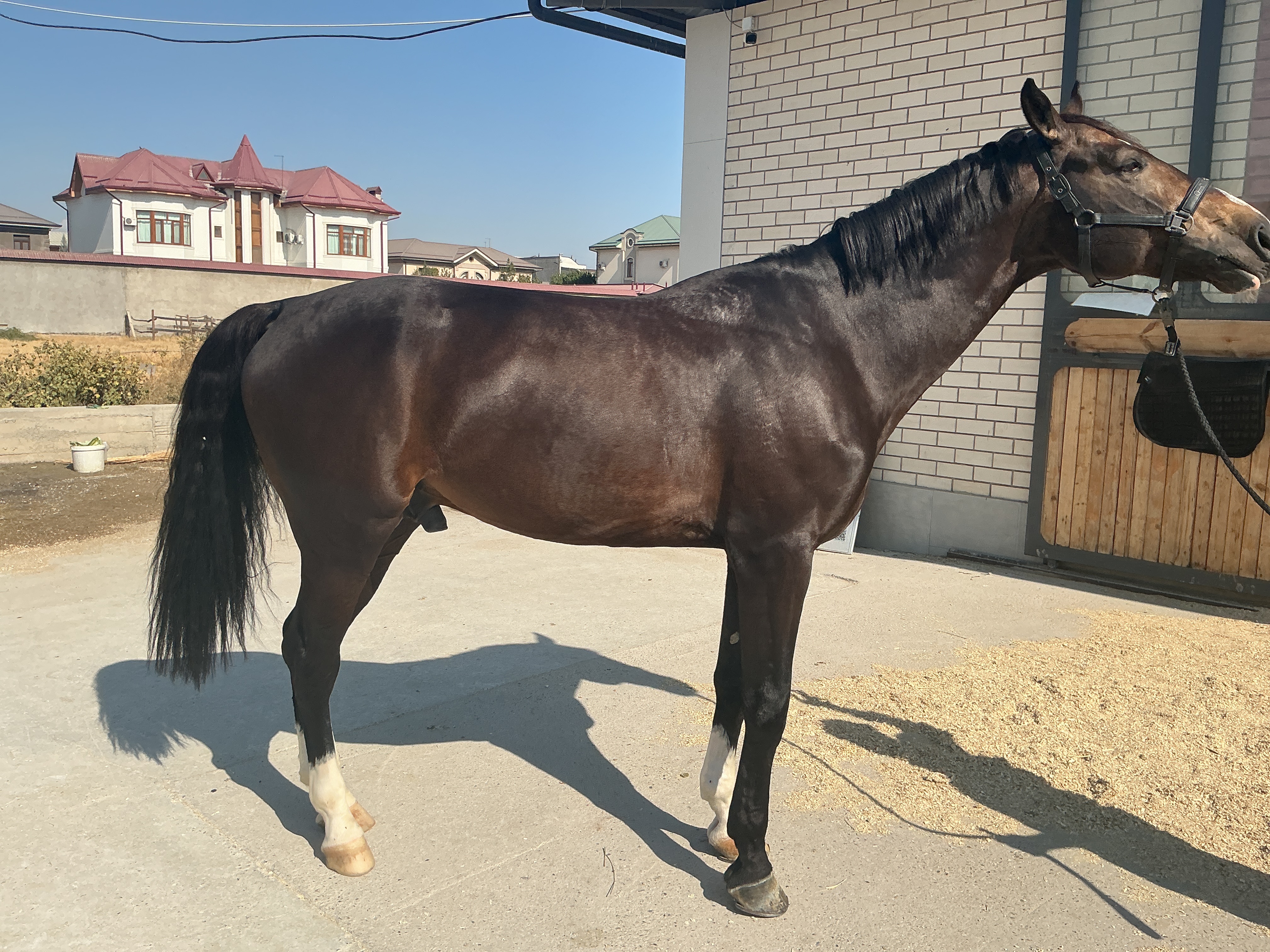 Фото лошади