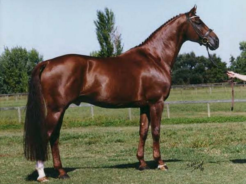 Фото лошади